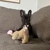Bonnie the Frenchie 🐾 - @bonniestclaire - TikTok