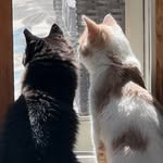 Bonnie, Clyde, and now Stella - @bonnie_clyde_stella_t - Instagram