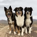 Hazel, Thor, Bonnie, & Stella - @theaussiecrew - Instagram