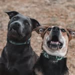 stella & bonnie🪻 - @stellaandbonnie - Instagram