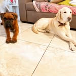 Stella 🦮 Bonnie 🐇 Decio 🐕 - @stella_bonnie_decio - Instagram