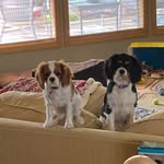 Stella & Bonnie Tindall - @stellabonnieandlilo - Instagram