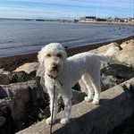 @stella_and_bonnie - Instagram