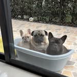 Stich-Manolo-Bonnie - @stich_manolo_bonnie28 - Instagram