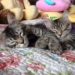 Bonnie Stiller - Facebook