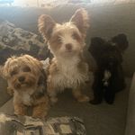 Bonnie & Storm Offical 🐾 - @bonnieandstorm_ - Instagram