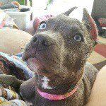 Bonnie Blue - @bonniebluestorm - Instagram