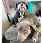 Hashim Abu Iliyas - @____xl_bully_bonnie_storm - Instagram