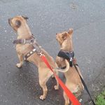 we are staffies❤ - @bonnie_storm_the_staffies - Instagram