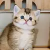 Bonnie - @bonnie_story - TikTok