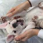 Bonnie🐾 - @bonniestory_ - Instagram