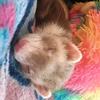 bonnie - @bonnie_the_ferret - TikTok