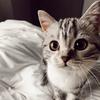 Bonnie the Kitten - @bonniethekitten - TikTok