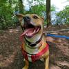 Bonnie the Bullie - @bonniethebullie - TikTok