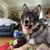 Bonnie the Pomsky - @bonniepomsky - TikTok