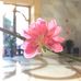 Bonnie Tsui - Facebook