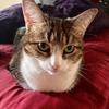 Bonnie_Kitten - @bonnie_kitten - TikTok