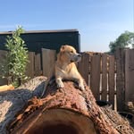 @bonnie_yard_boss_ - Instagram