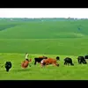anshaa badhasoo - @bonsookoo7 - TikTok