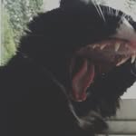 Boo Jackson - @the_kitty_boo - Instagram