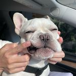 คิงบู หมาหน้าบูด - @boo.kingboo - Instagram