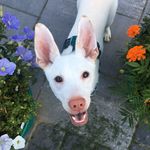 Boo Radley - @booradleyrescuepup - Instagram