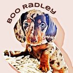 Boo Radley 🐶 - @boo_radley_rieman - Instagram