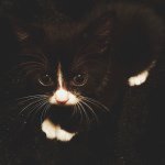 Boo Radley Wilkerson - @radleykitty - Instagram