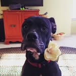 Booker Hill - @ihatecatz28 - Instagram