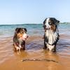 Boomer & Murph - @boomer_and_murph - TikTok