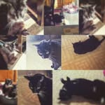 Boots Harris - @crazy_cranky_cat - Instagram