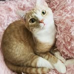 @boots_harrison - Instagram