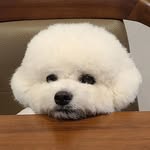 보람🐶 - @boram._.cho - Instagram