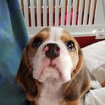 Fox_in_box590 - @borg_walker - Instagram