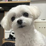 Bori Park - @borigogae - Instagram