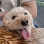Bori Park, 나는 박보리🐶 - @bori_the__dengdeng - Instagram