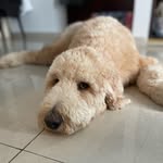 Bori Rodriguez-Garcia - @bori_doodle - Instagram