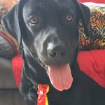 Boris - @borist.abreu - Instagram