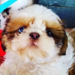 Bóris Alegria Sant'Ana Garrett - @brunaaniely - Instagram