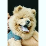 Boris - @borisamaral - Instagram