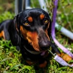 🌭𝑫𝒂𝒓𝒌𝒚,𝑩𝒂𝒊𝒍𝒆𝒚 & 𝑩𝒐𝒓𝒊𝒔🌭 - @dachs_darkybaileyboris - Instagram