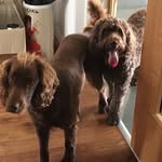Bailey & Boris - @bailey_boris_dogs - Instagram