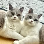 Bailey & Boris - @baileyandboris_ - Instagram