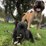 Bailey and Boris - @baileyandborisandaska - Instagram