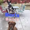 Bailey and Boris - @bailey_and_boris_the_dog - TikTok