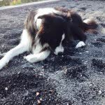 Bikkel, Bailey And Boris - @bikkel_bailey_boris - Instagram