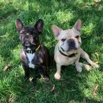 Boris & Bailey - @borisandbailey55 - Instagram