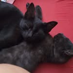BORIS ❤ BALTAZAR❤BAILEY - @boris_baltazar_bailey - Instagram