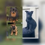 Boris & Chanel & Bailey - @boris_chanel_bailey - Instagram