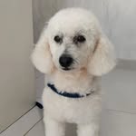Boris 🐶 - @dogborisbailey - Instagram